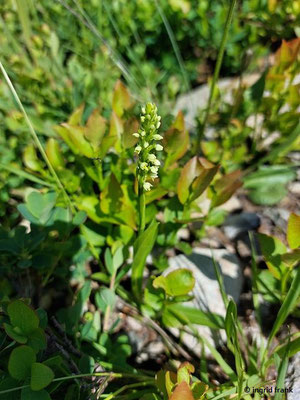 Pseudorchis albida / Weißzunge