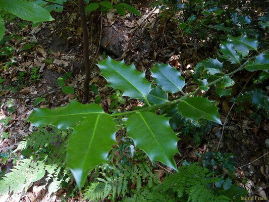 Ilex spec. (405 Arten)