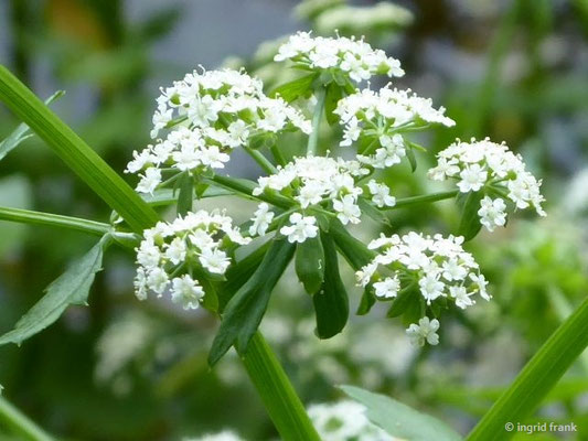 Berula erecta / Berle