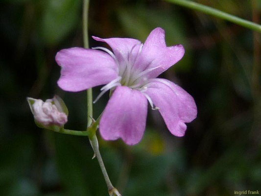 Gypsophila spec. (150 Arten)