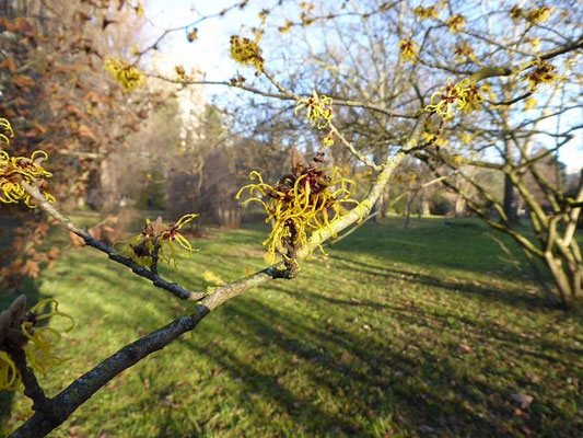 Hamamelis japonicum / Japanische Zaubernuss (15.01.2020; Botanischer Garten Universität Heidelberg)