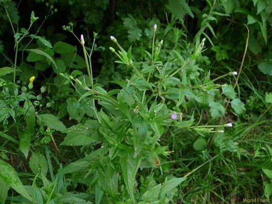Epilobium ciliatum / Drüsiges Weidenröschen    VI-IX