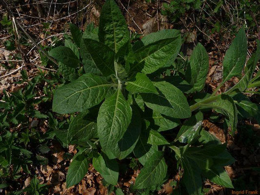 Atropa bella-donna / Echte Tollkirsche