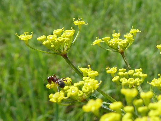 Pastinaca sativa / Gewöhnlicher Pastinak    VII-IX