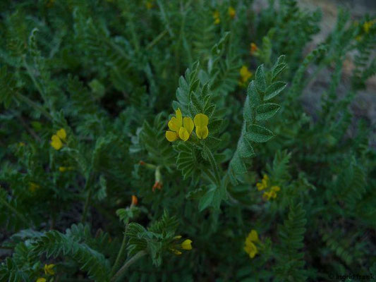 Ornithopus spec. (5 Arten)