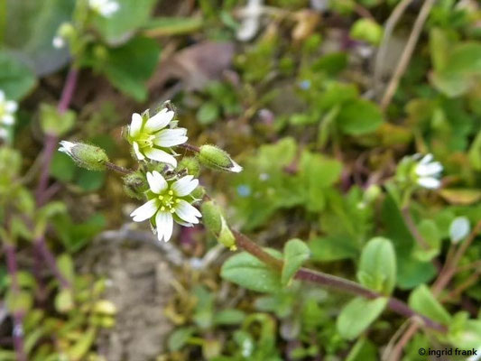 Cerastium semidecandrum / Fünfmänniges Hornkraut