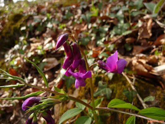 Lathyrus vernus / Frühlings-Platterbse