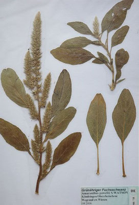 Amaranthus powellii / Grünähriger amaranth    VII-IX    (Herbarium Dr. Wolf von Thun)