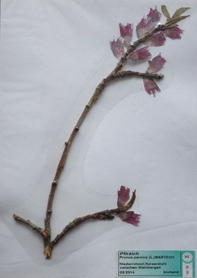 Prunus persica / Pfirsichbaum   (03/2014; Oberrottweil)  (Herbarium Dr. Wolf v. Thun)