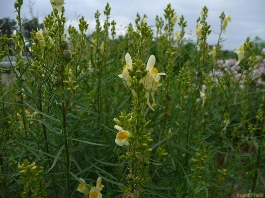 Linaria vulgaris / Gewöhnliches Leinkraut   (Ausnahme: Alpen und Vorland nur "zerstreut" = in 5-40 % der Kartierflächen vorkommend)