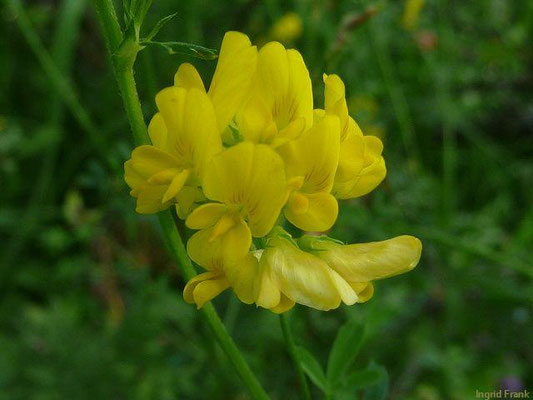 Medicago falcata - Sichel-Luzerne