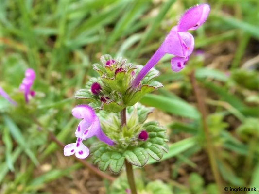 Lamium amplexicaule / Stängelumfassende Taubnessel    IV-VIII