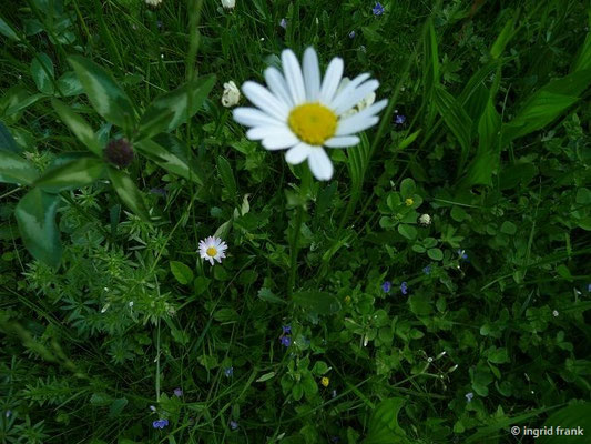 Leucanthemum vulgare / Wiesen-Margerite    VI(-X)