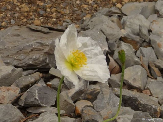 Papaver alpinum ssp. ernesti-mayeri - Slowenischer Alpenmohn    VII
