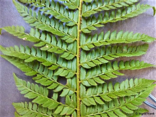 Dryopteris carthusiana / Dorniger Wurmfarn