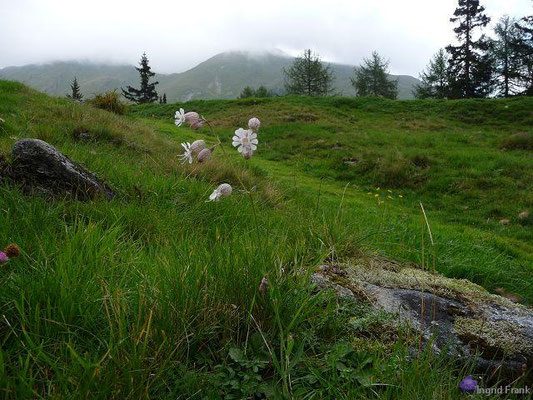 Silene vulgaris ssp. vulgaris / Gewöhnliches Leimkraut, Taubenkropf-Leimkraut