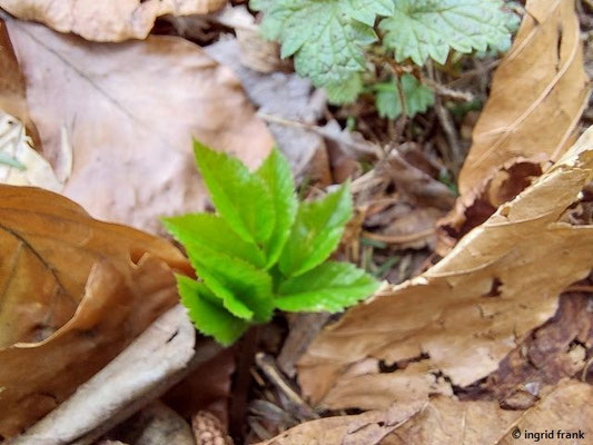 10.03.2024, Altheiligenberg: Aegopodium podagraria / Giersch