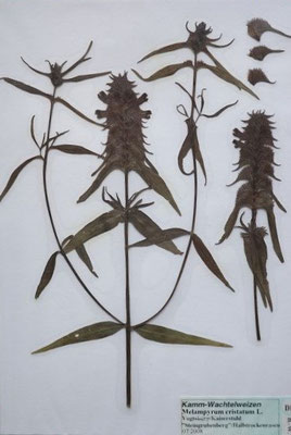 Melampyrum cristatum / Kamm-Wachtelweizen   V-IX     (Herbarium Dr. Wolf von Thun)