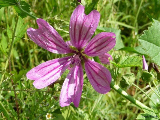 Malva sylvestris - Wilde Malve