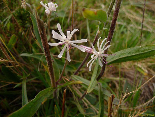 Silene nutans - Nickendes Leimkraut    V-VIII