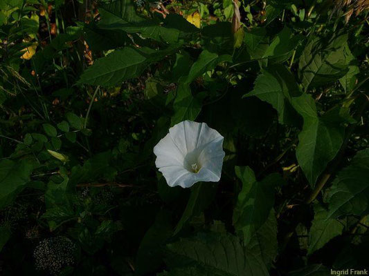 29.06.2010-Calystegia sepium - Echte Zaunwinde