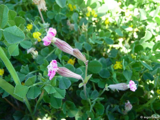 Silene colorata / Farbiges Leimkraut