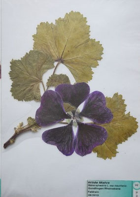 Malva sylvestris ssp. mauritania / Wilde Malve  (09/2013; Gundlingen, Oberrheinebene)  (Herbarium Dr. Wolf v. Thun)