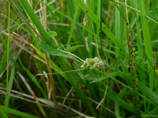 18.06.2013-Medicago lupulina - Hopfen-Schneckenklee