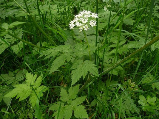 Chaerophyllum hirsutum / Rauhaariger Kälberkropf    V-VII