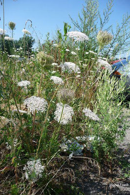 Daucus carota / Gewöhnliche Möhre