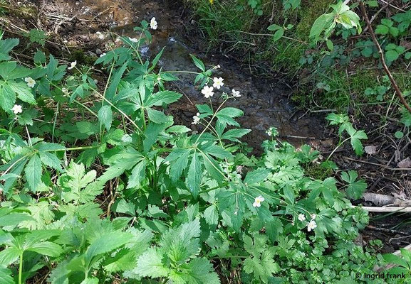 Ranunculus aconitifolius / Eisenhutblättriger Hahnenfuß