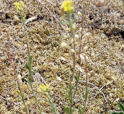 Alyssum montanum ssp. gmelinii / Dünen-Steinkraut; in Baden-Württemberg vom Aussterben bedroht: 1  (11.06.2016; Botanischer Garten Heidelberg)