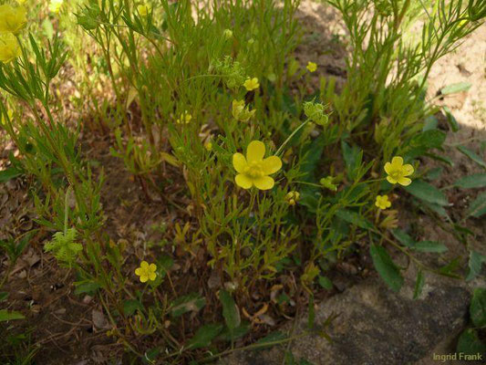 Ranunculus arvensis / Acker-Hahnenfuß  (Botanischer Garten Berlin)    V-VII