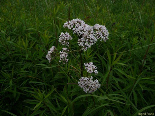 Valeriana officinalis / Arznei-Baldrian