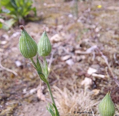 Silene conica / Kegel-Leimkraut  (24.05.2025; NSG Sandhausener Düne, Pflege Schönau-Galgenberg)