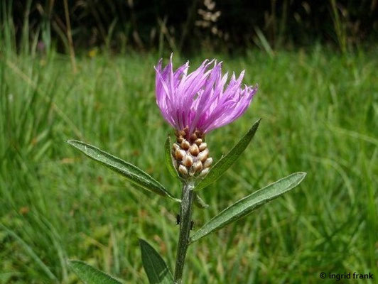 Centaurea jacea / Wiesen-Flockenblume; Neophyt in Westsibirien und australem und submeridionalem bis temperiertem Ostamerika