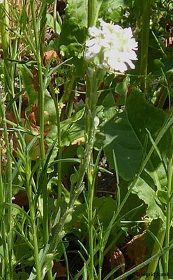 Lepidium graminifolium / Grasblättrige Kresse  (20.06.2022; Botanischer Garten der Universität Konstanz)  (Baden-Württemberg: gefährdet; deutschlandweit nicht gefährdet)          nz)