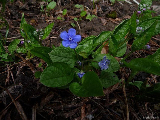 04.04.2010-Omphalodes verna - Frühlings-Gedenkemein, Nabelnüsschen