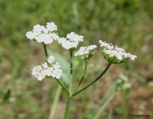 Torilis arvensis / Feld-Klettenkerbel  (20.06.2022; Botanischer Garten der Universität Konstanz)