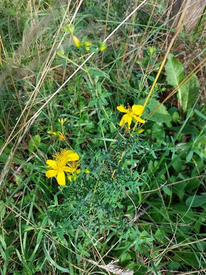 Hypericum perforatum / Tüpfel-Johanniskraut   (15.08.2023; NSG Sandauser Düne, Pferdstrieb)