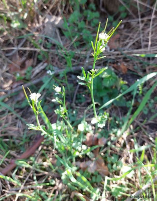 Cardamine hirsuta / Behaartes Schaumkraut
