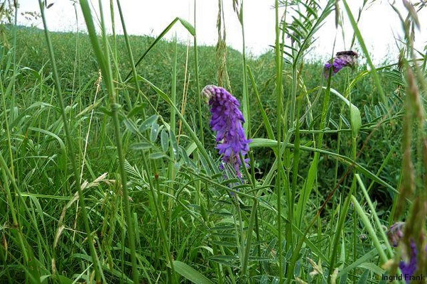 Vicia cracca / Vogel-Wicke