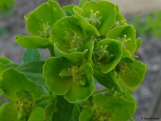 Euphorbia esula / Esels-Wolfsmilch (Botanischer Garten Berlin)    V-VII