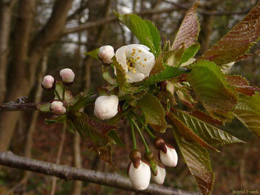 Prunus avium - Süss-Kirsche, Vogel-Kirsche    IV-V