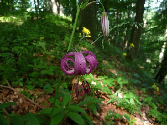 Lilium martagon- Türkenbund-Lilie