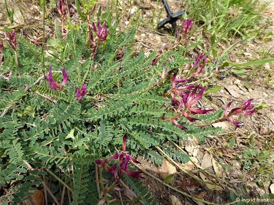 Astragalus monspessulanus / Französischer Tragant    (01.05.2019; Italien, Toskana, Halbinsel Monte Argentario)