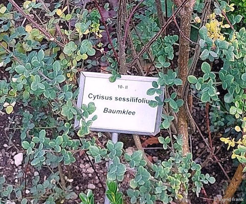 Cytisus sesselifolium / Blattstielloser Geißklee (14.08.2024; Eichstätt, Willibaldsburg, Bastionsgarten)