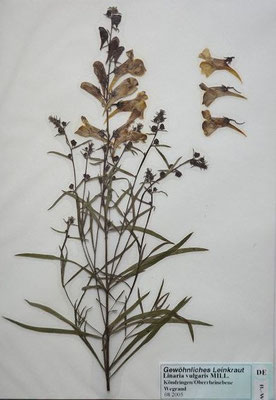 Linaria vulgaris / Gewöhnliches Leinkraut   (08/2004; Köndringen, Rheinebene)  (Herbarium Dr. Wolf von Thun)