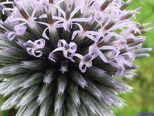 Echinops sphaerocephalus - Bienen-Kugeldistel
