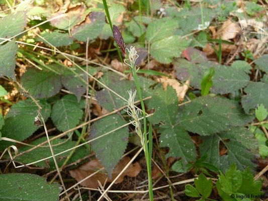 Carex pilosa / Wimper-Segge    (03.04.2017; Altdorfer Wald bei Baumgarten)